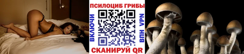 Псилоцибиновые грибы MAGIC MUSHROOMS  Купить где  Калининград 